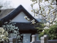 院立東方龍?zhí)ь^，滿園春風(fēng)花漸開