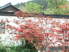 仙海院子 | 初夏，小院最美的詩情畫意